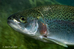 Trout, Capernwray, Nikon D80, 60mm, Ikelite DS125 Strobe by Alan Fryer 